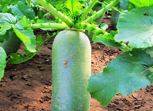 萝卜的种植技术你知道吗？