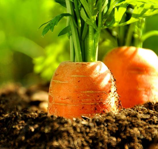 胡萝卜细菌性软腐病发生规律 细菌性软腐病防治方法