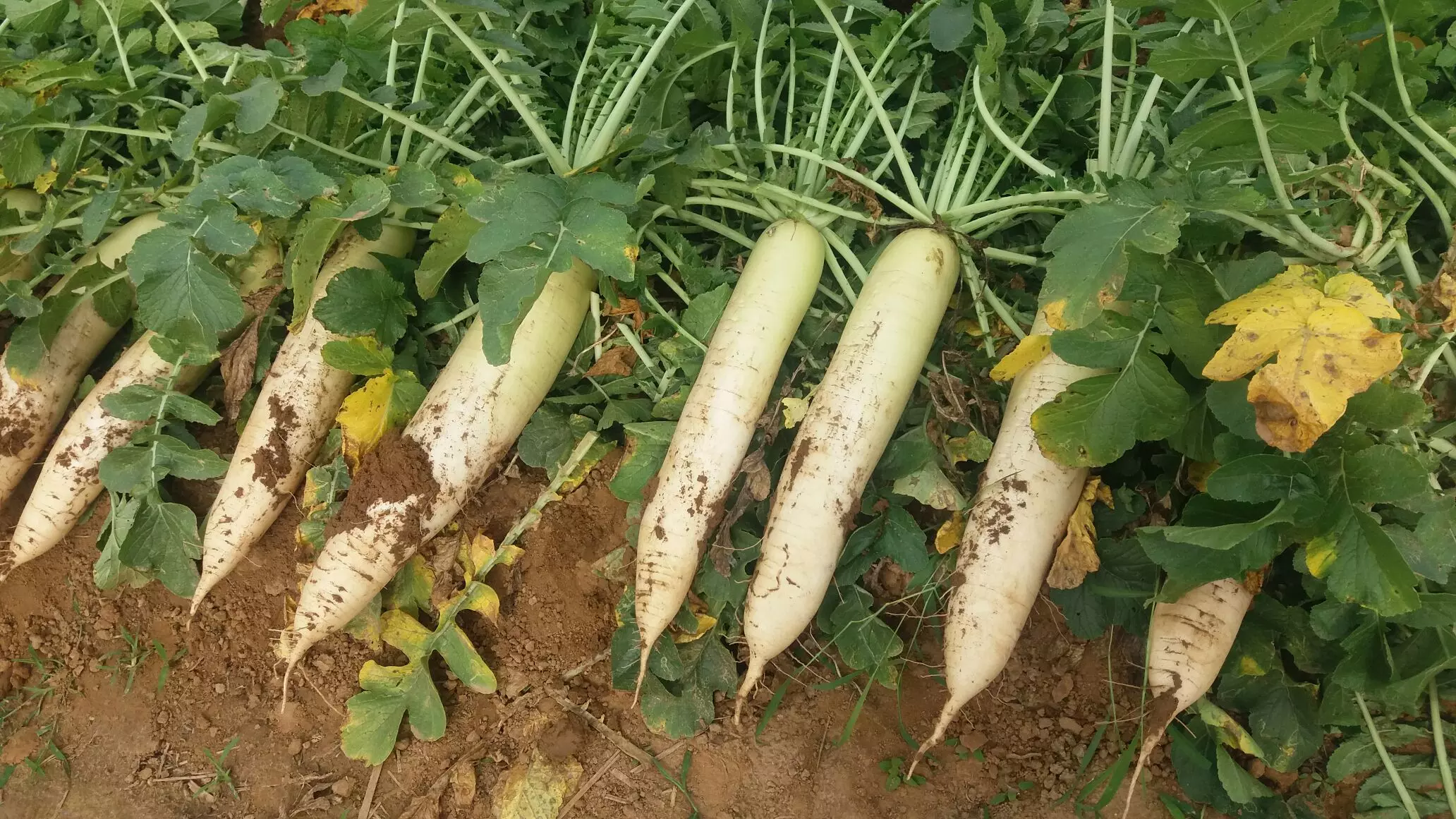 萝卜膨大期如何施肥 萝卜膨大期施肥方法