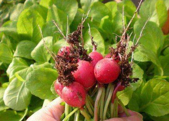 萝卜白斑病的症状及发病条件 萝卜白斑病的防治方法