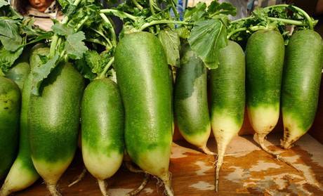 白萝卜生地蛆怎么办 如何防治白萝卜地蛆