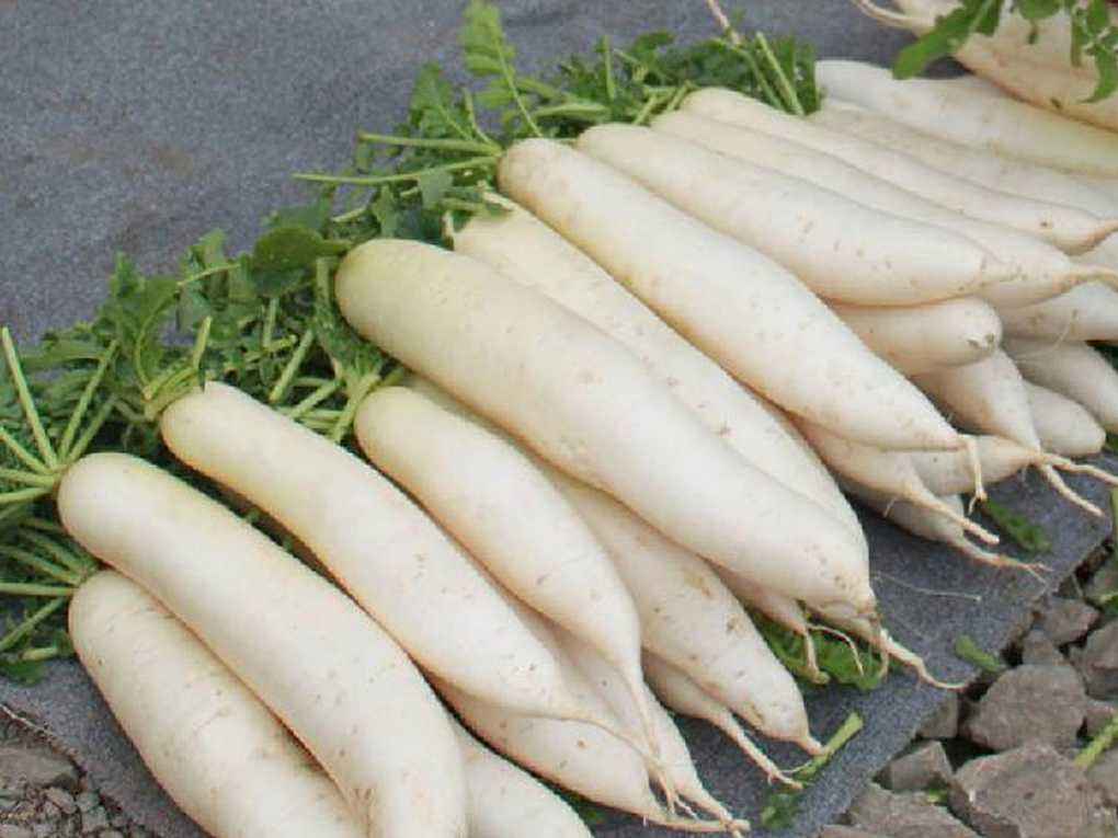 萝卜炭疽病?了解防治就不怕