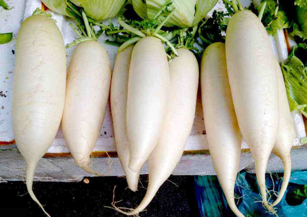 12.30白萝卜价格行情