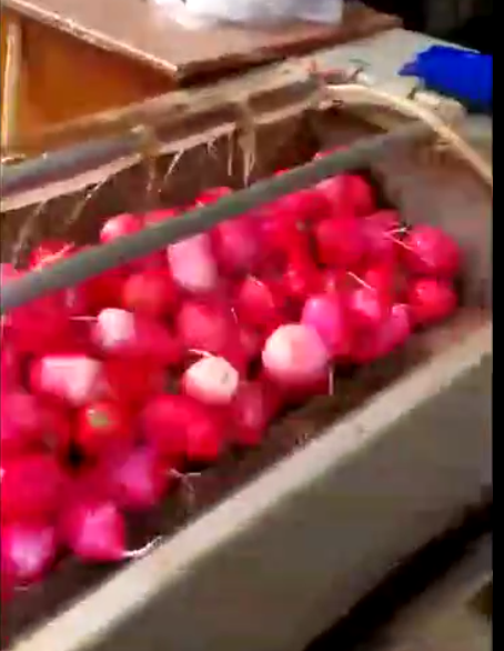 农户红萝卜清洗机工作视频