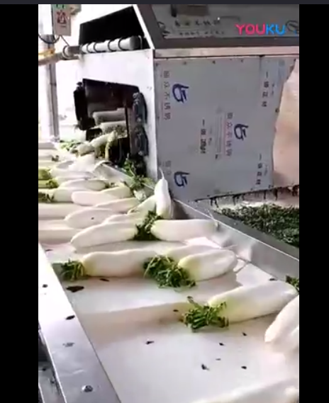 白萝卜清洗机工作视频