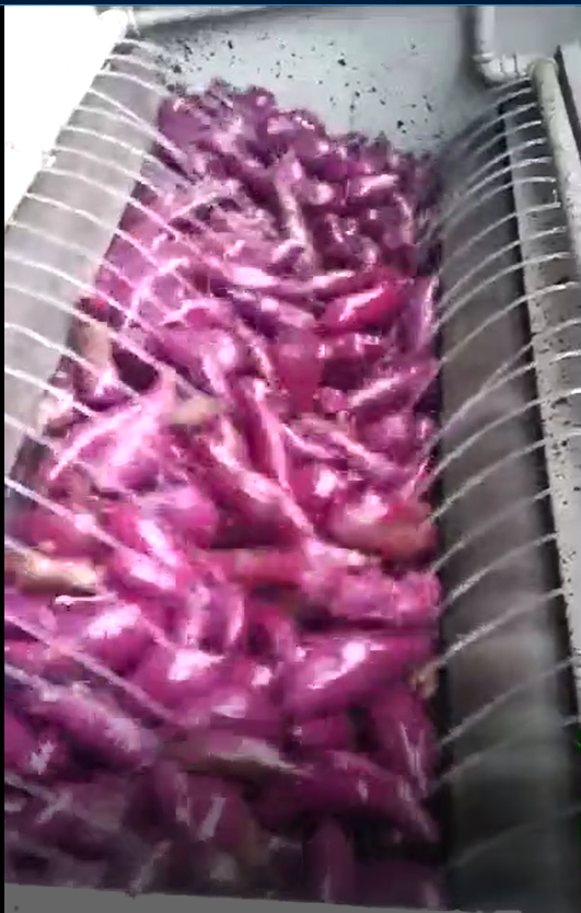 红薯清洗机工作视频