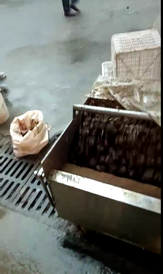 农户马蹄清洗机工作视频