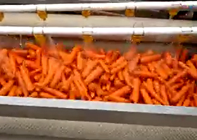 胡萝卜清洗机工作视频