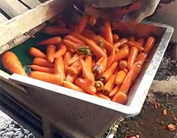 大型承包商胡萝卜清洗机工作视频