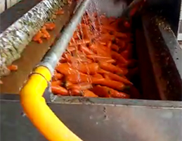大型批发市场胡萝卜清洗机工作视频