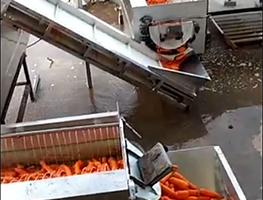 胡萝卜种植基地清洗机工作视频