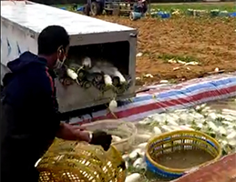 大型农户白萝卜清洗机工作视频