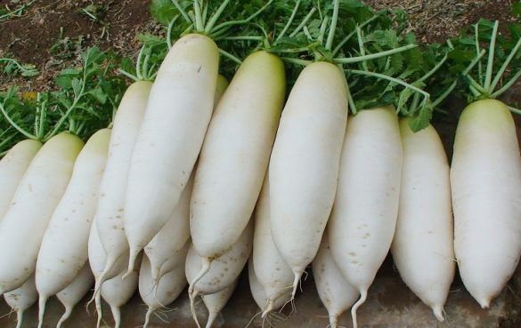 1.2白萝卜价格行情