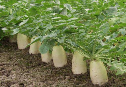 1.7白萝卜价格行情