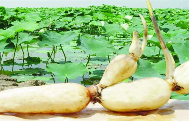 莲藕种植的时间方法
