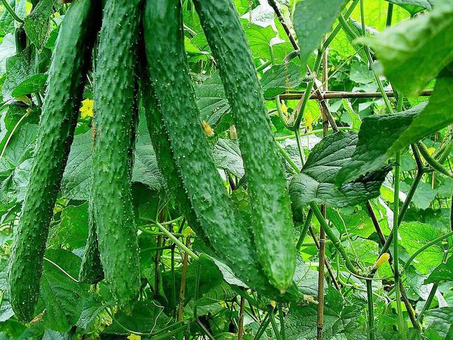 蔬菜大棚种植黄瓜过程中，黄瓜烂尖是怎么回事？如何进行防治呢？