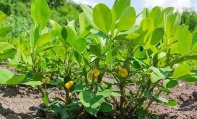 花生如何露地栽培？这些露地栽培技术学会，种植很轻松！