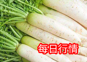 5.8白萝卜价格行情