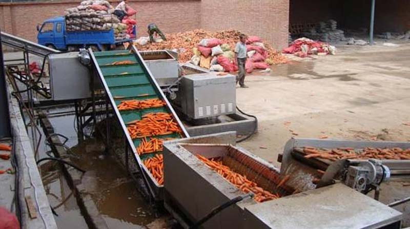 云南红萝卜种植基地客户清洗流水线
