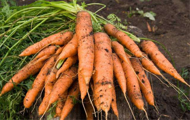 胡萝卜种植技术