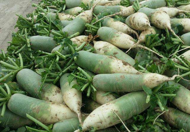 萝卜种植技术